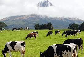 PL-lecheria en Nueva Zelanda