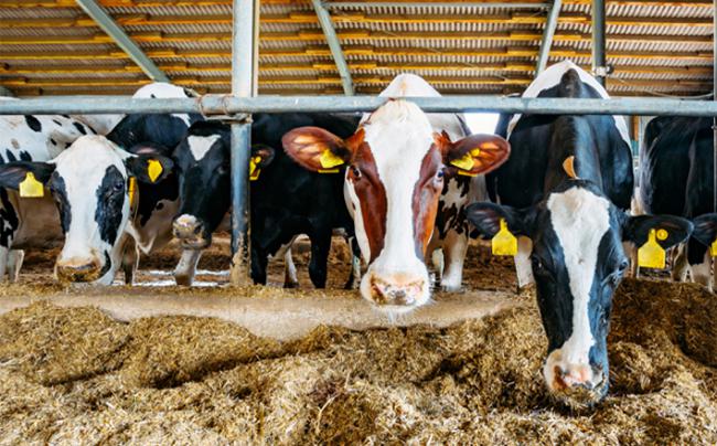 PL- Vacas-lecheras-transicion-650x407-1-1