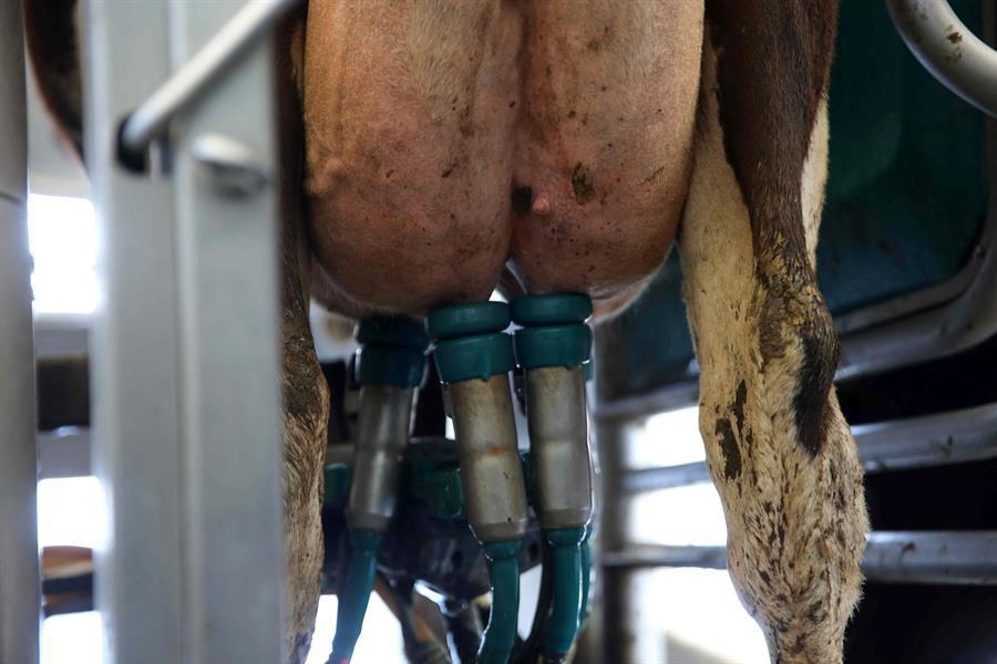 PL-gremiales lecheras 0