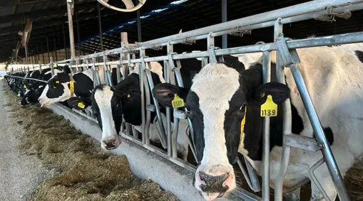 cn-vacas