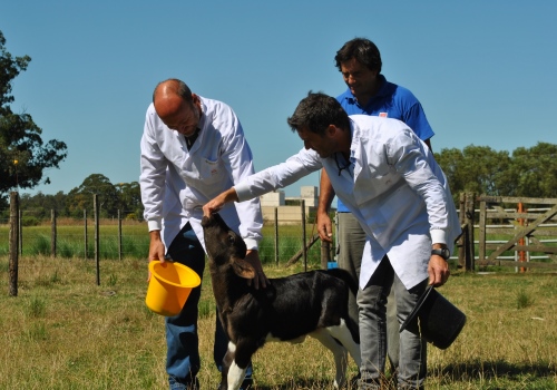 Investigadores_INTA_Balcarce-con-Ternera
