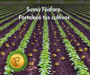 banner-web-estandar-de-300x250_V3