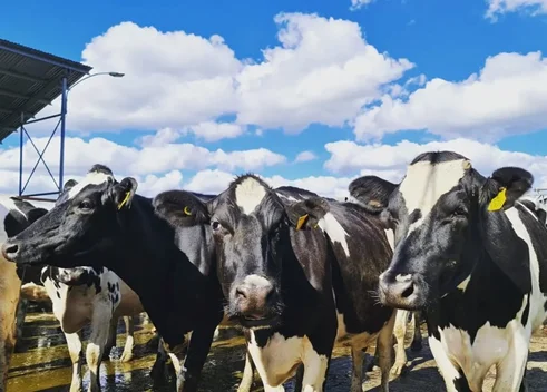 PL-vacas chile