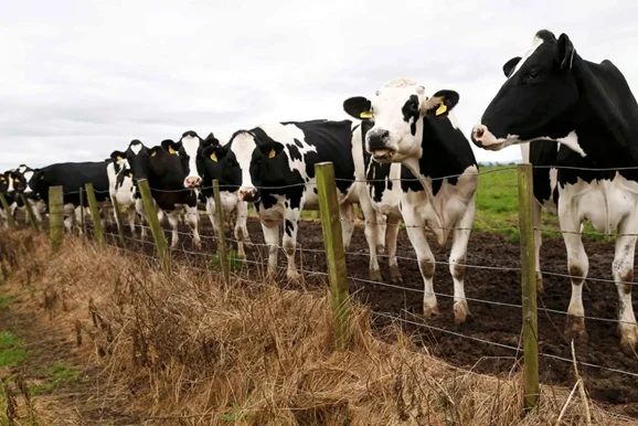pl-VACAS