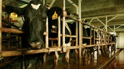 pl-VACAS