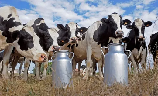 pl-vacas tarros