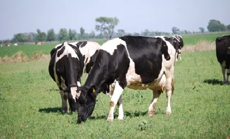 pl-vacas