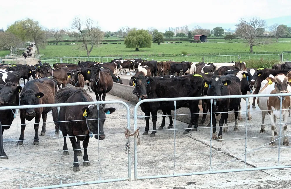 Kise-Nueva-Zelandia2-OK