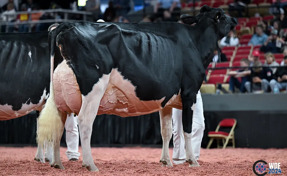 Hija-HardRock-WDE-2024