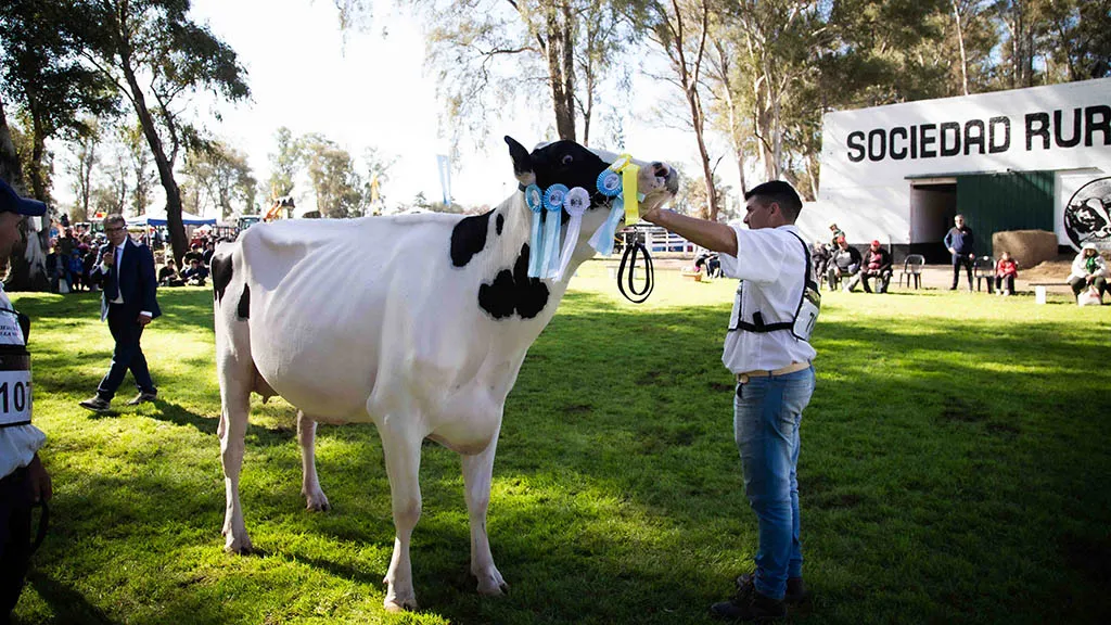 Gran-Campeona-Holando-de-la-cabana-La-Luisa-de-Guillermo-Miretti-e-Hijos