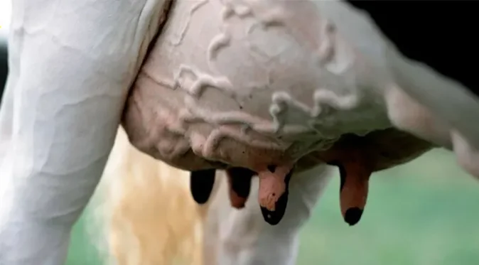 PL-mastitis2