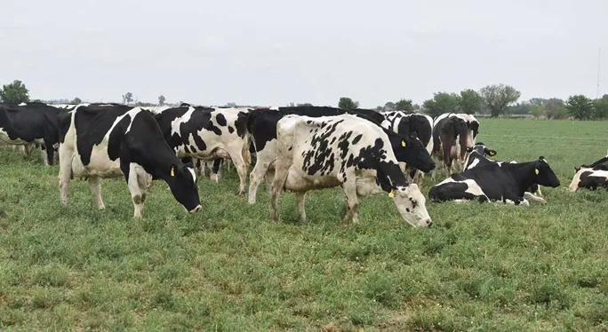 pl-vacas
