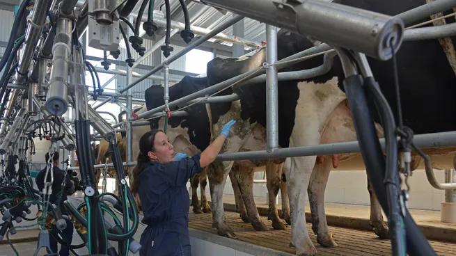 vacas-lecheras-leche-tambo