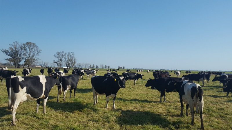 lecheria-2-e1540982005559