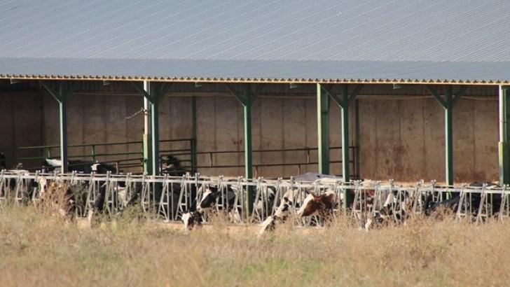 pl- Tercera-bajada-semanal-consecutiva-de-la-leche