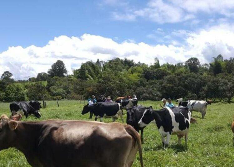 PL-Colombia-750x536