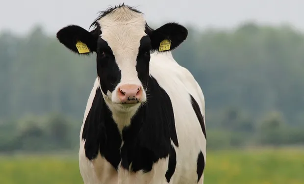 Alerta-global-estudian-un-contagio-de-gripe-aviar-en-vacas-lecheras