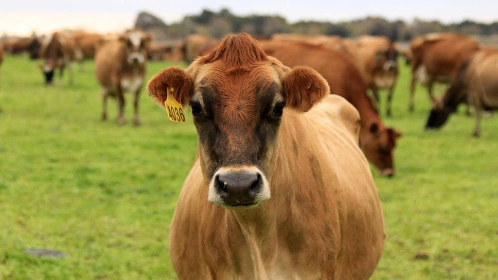 vacas-lecheras-tambo-dem