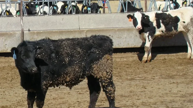pl-BEEF DAIRY